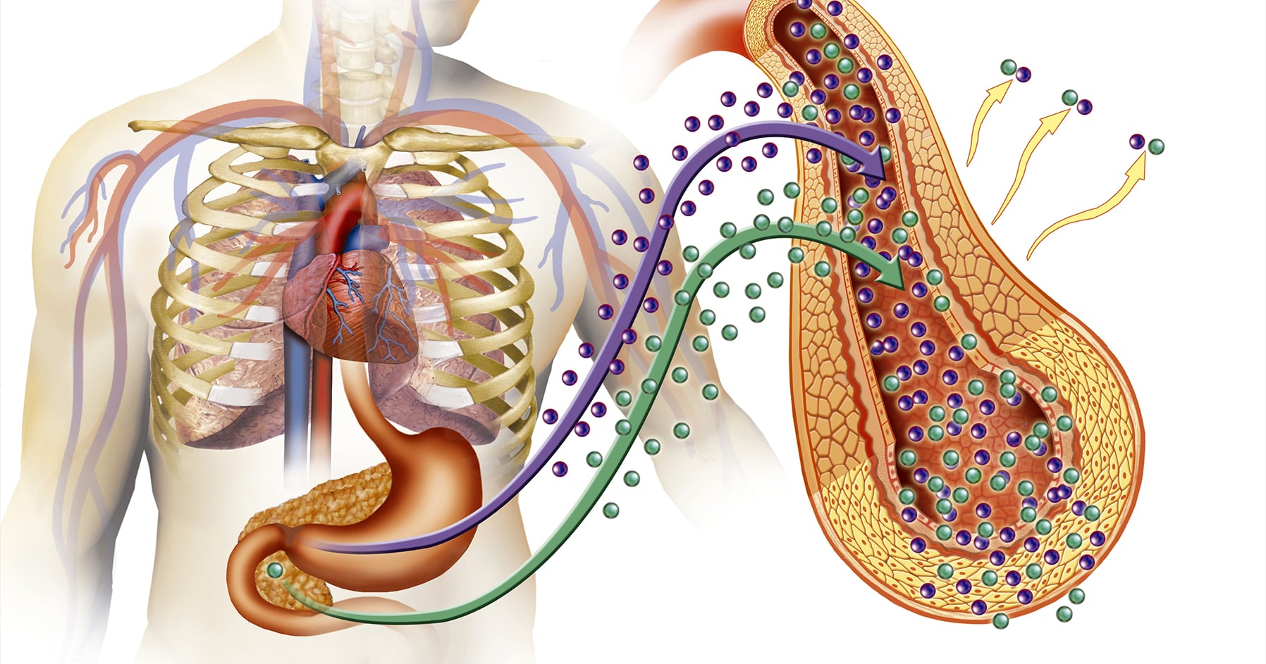 Endocrine Biomarkers image 2